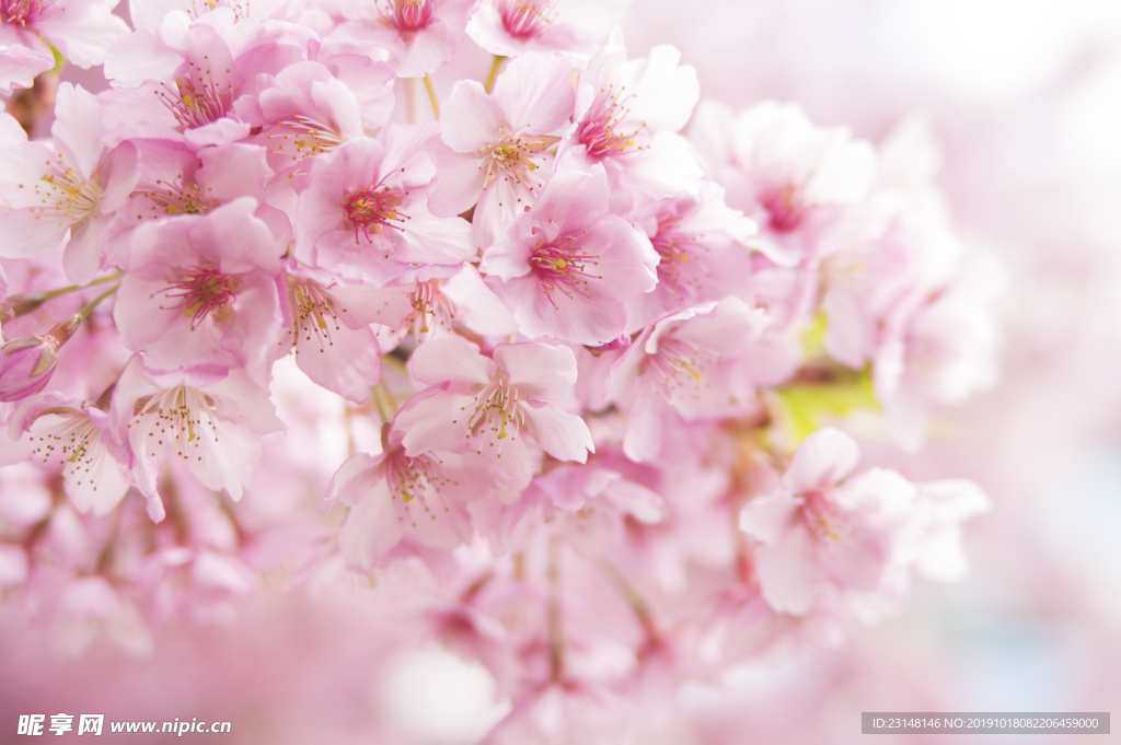 美丽樱花树樱花花瓣高清摄影