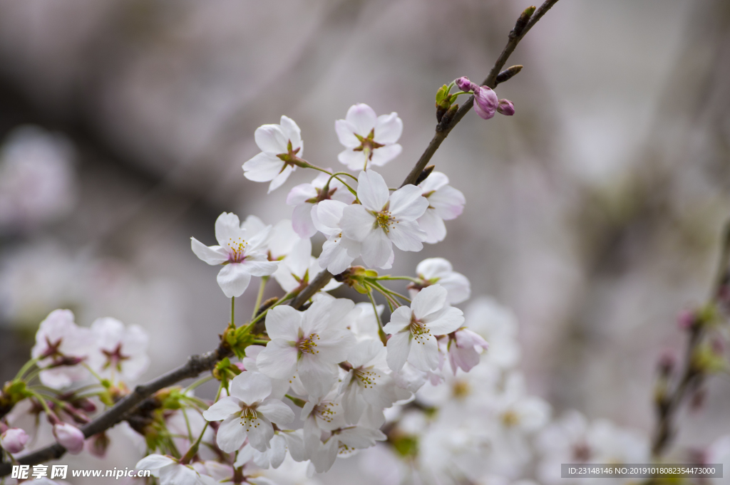 美丽樱花树樱花花瓣高清摄影