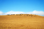 草原山坡蓝天白云牛羊
