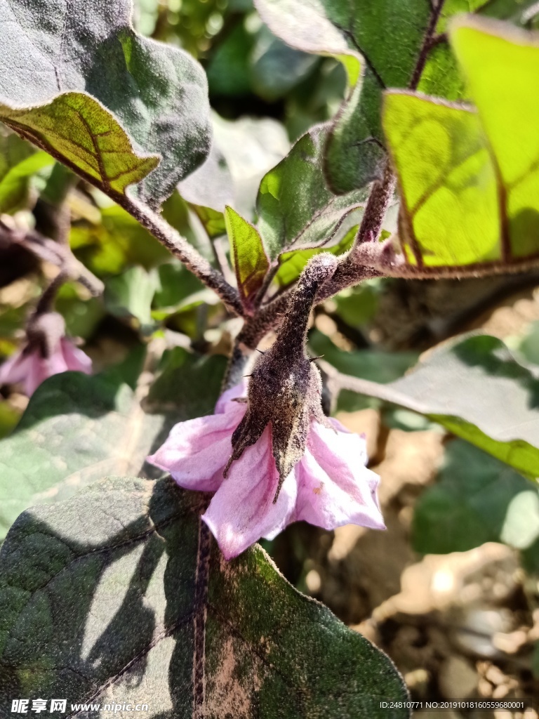 茄子花