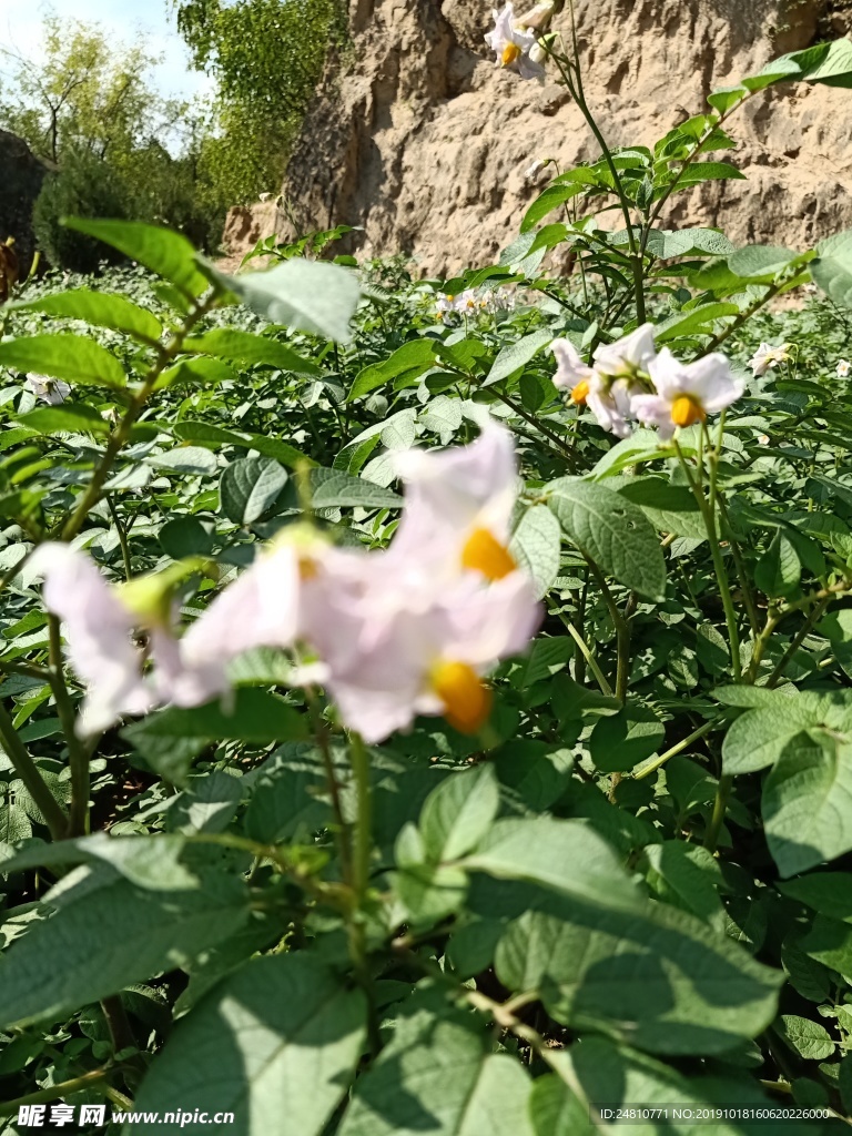 土豆花