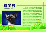暹罗猫