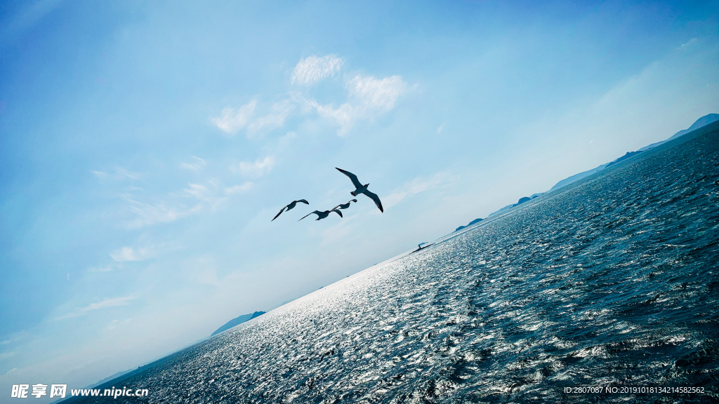 海和鸟