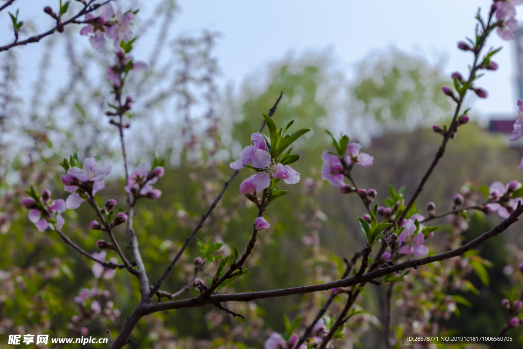 桃花