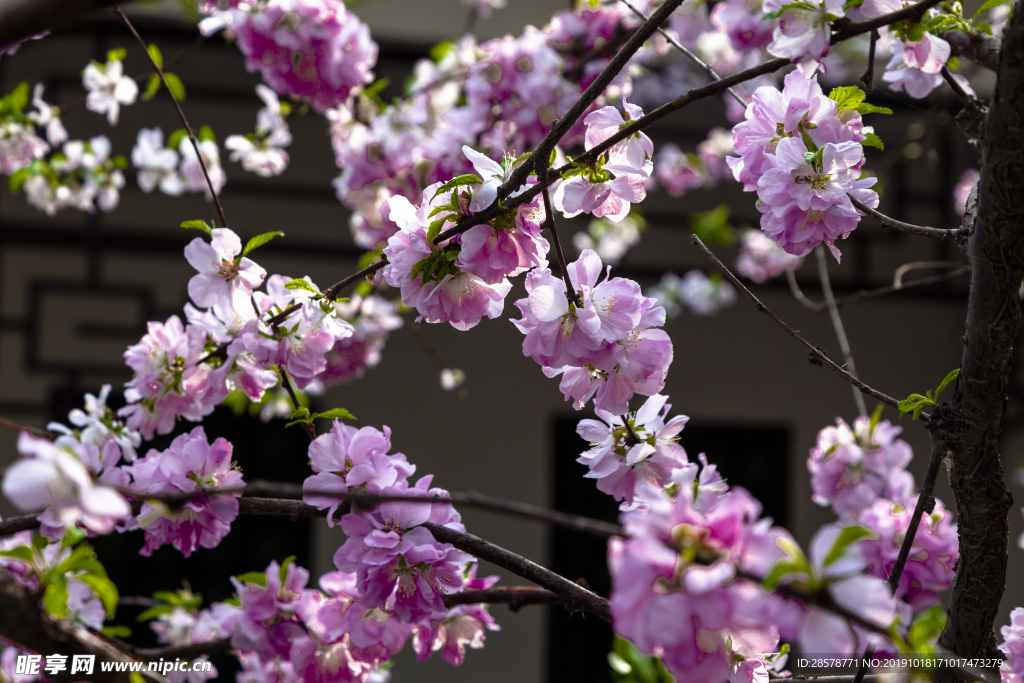 桃花