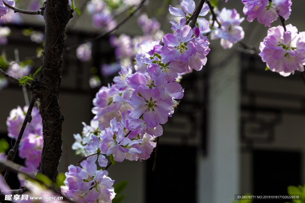 桃花