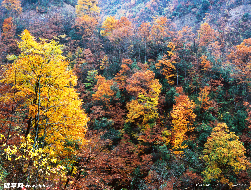 秋季山林