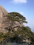 黄山的迎客松
