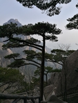 黄山的松树