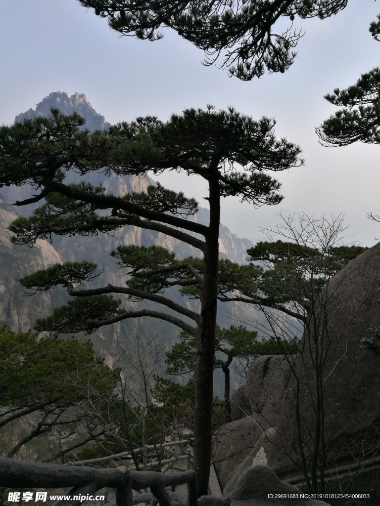 黄山的松树