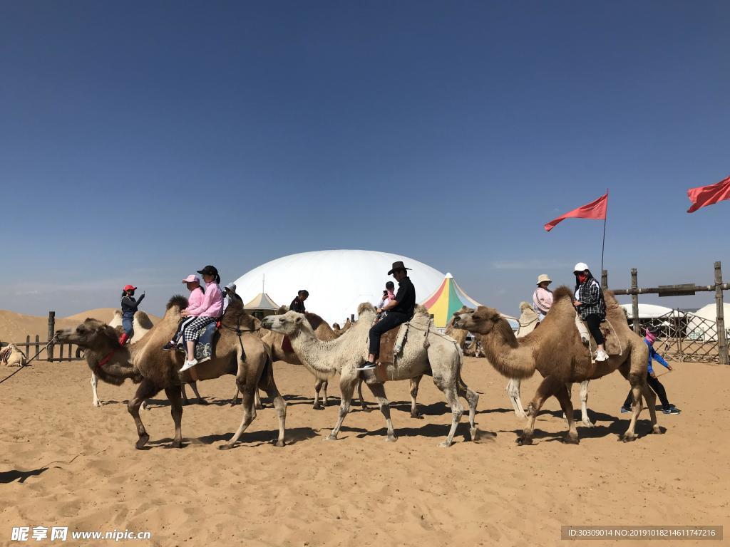 沙漠与骆驼