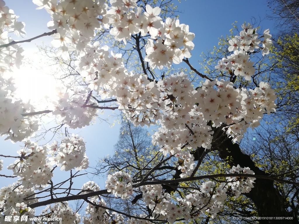 樱花