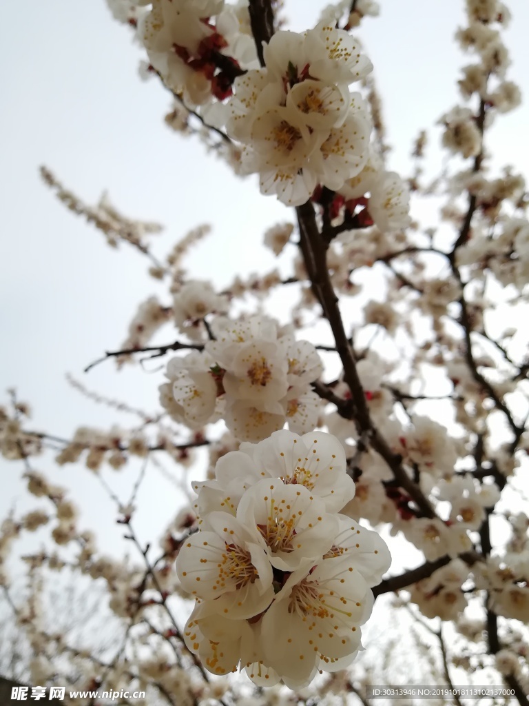 杏花