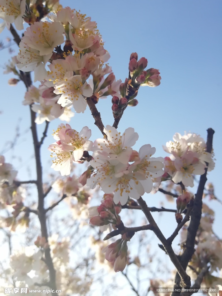 樱花