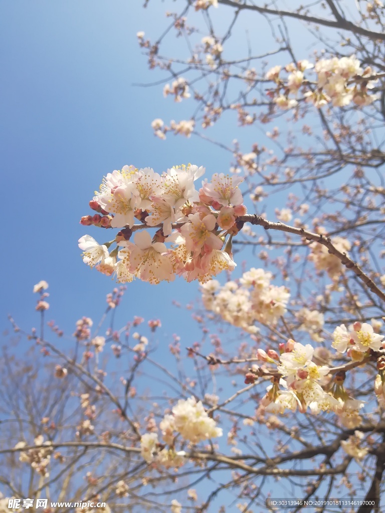 樱花