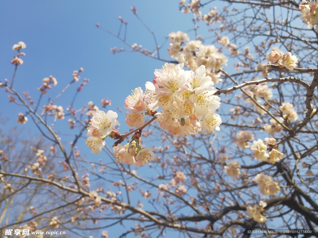 樱桃花
