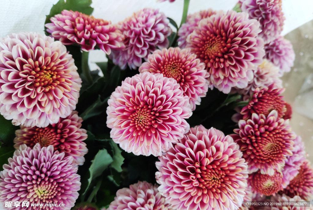菊花