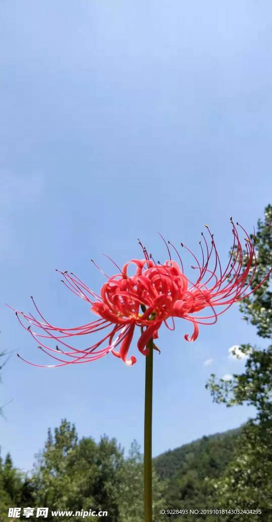 花