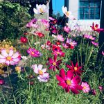 波斯菊