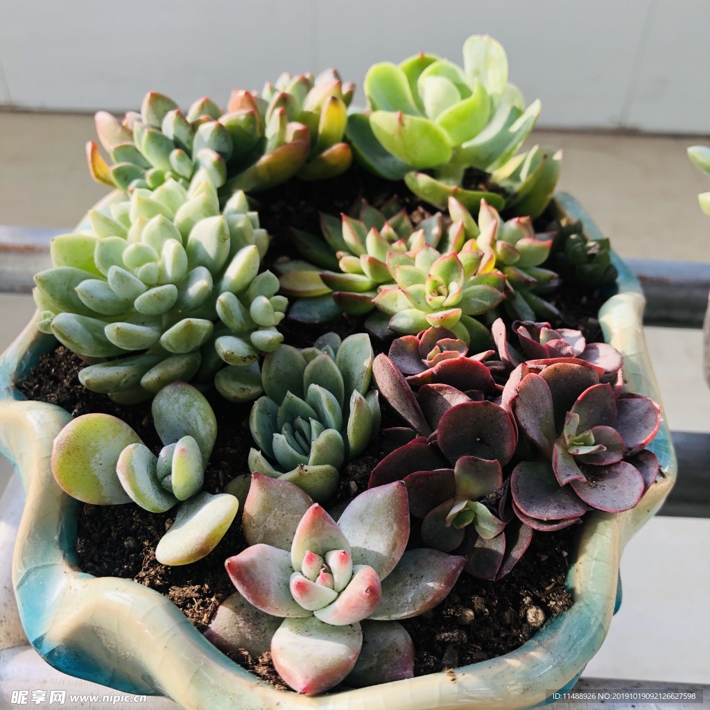 多肉植物
