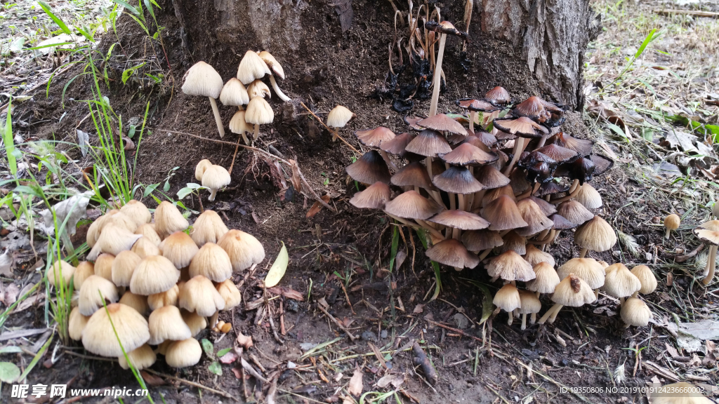 大树下的菌类蘑菇
