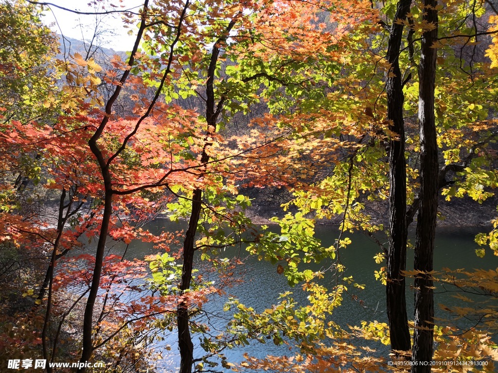 秋天山里彩色的树叶