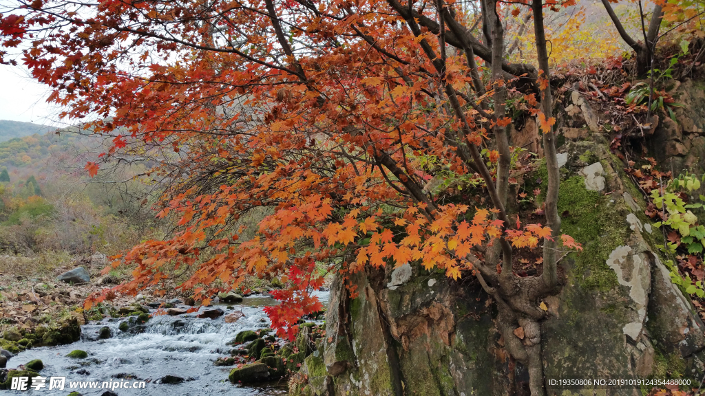 秋天山里的枫叶和溪流