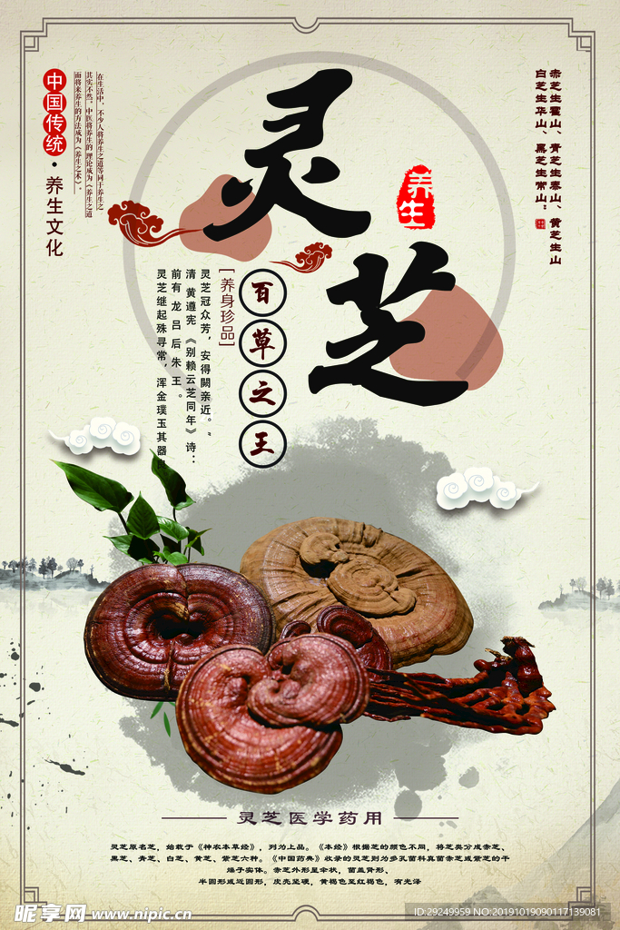 灵芝