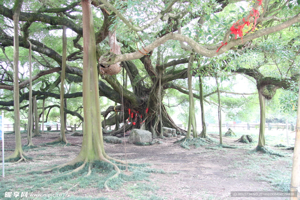 榕树下