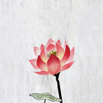手绘荷花