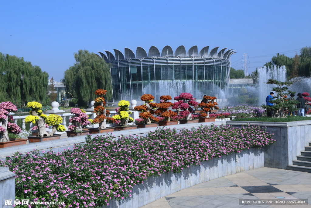 菊花