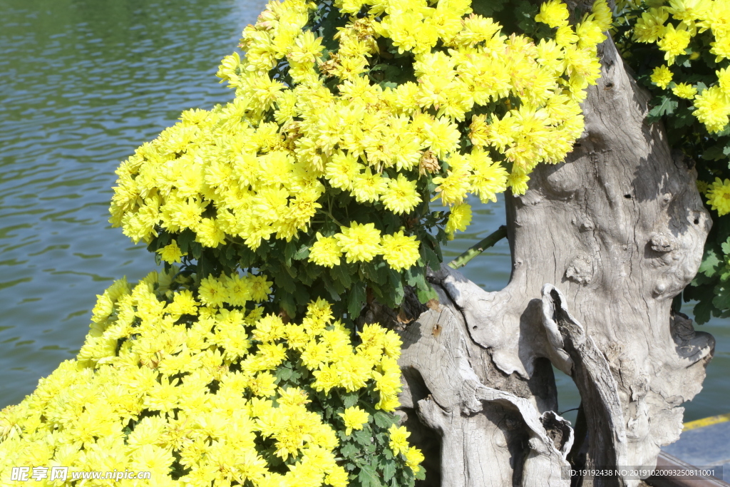 菊花