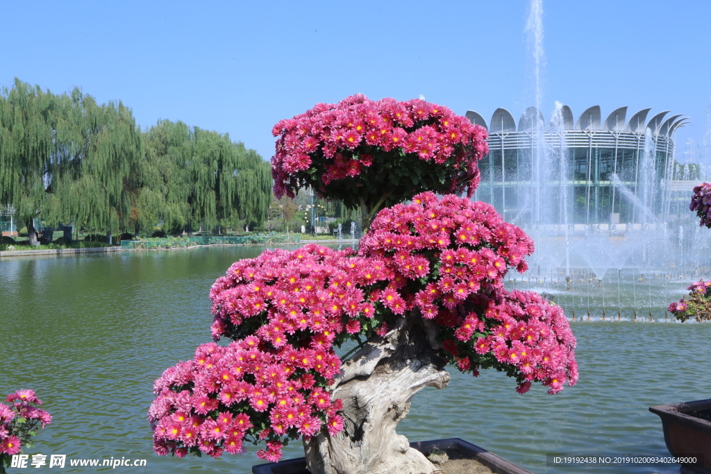 菊花