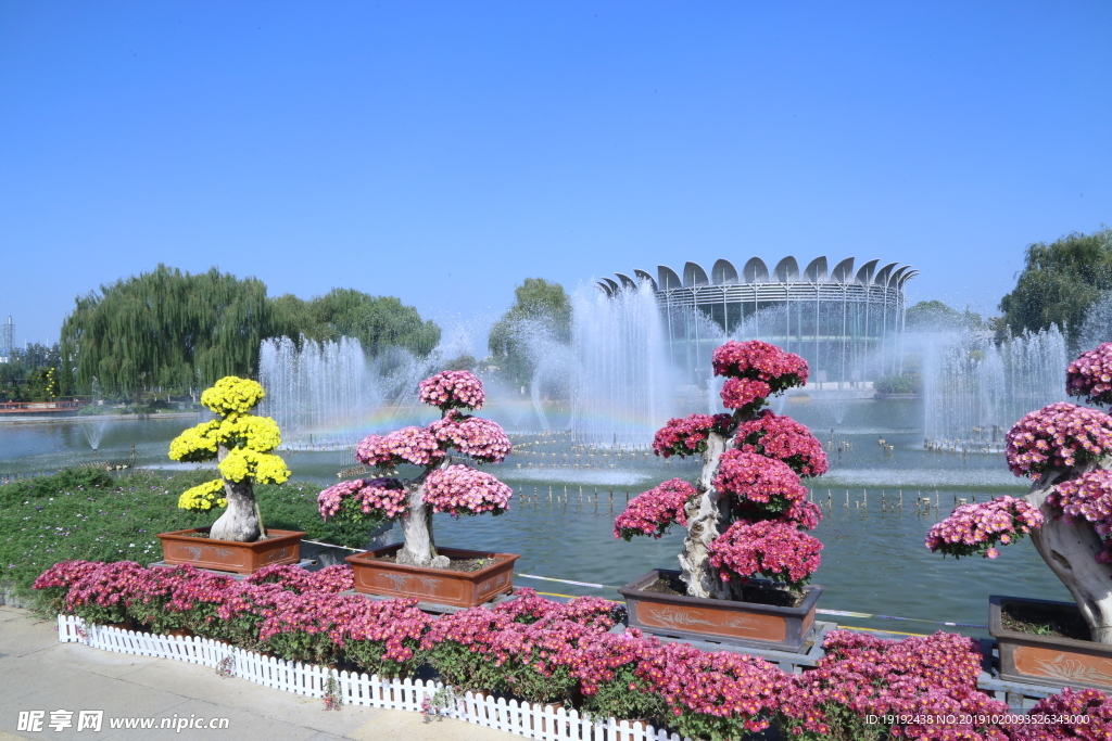 菊花