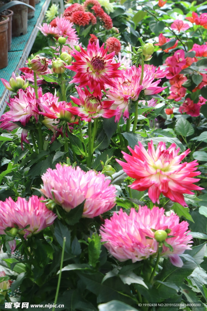 小丽花
