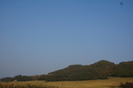 秋收大田地