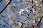 梅花桃花春天盛开