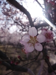 桃花梅花盛开