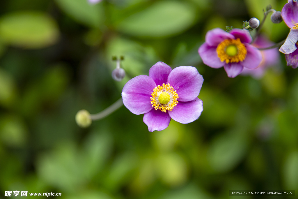 野棉花