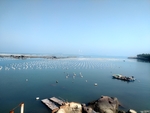 南澳岛海鲜养殖场