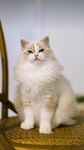 名贵的猫咪图片