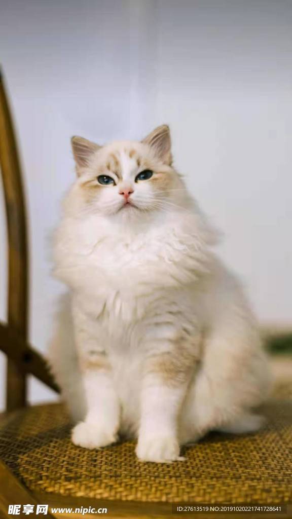 名贵的猫咪图片