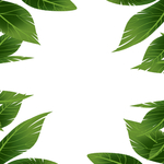 植物背景
