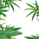 植物背景