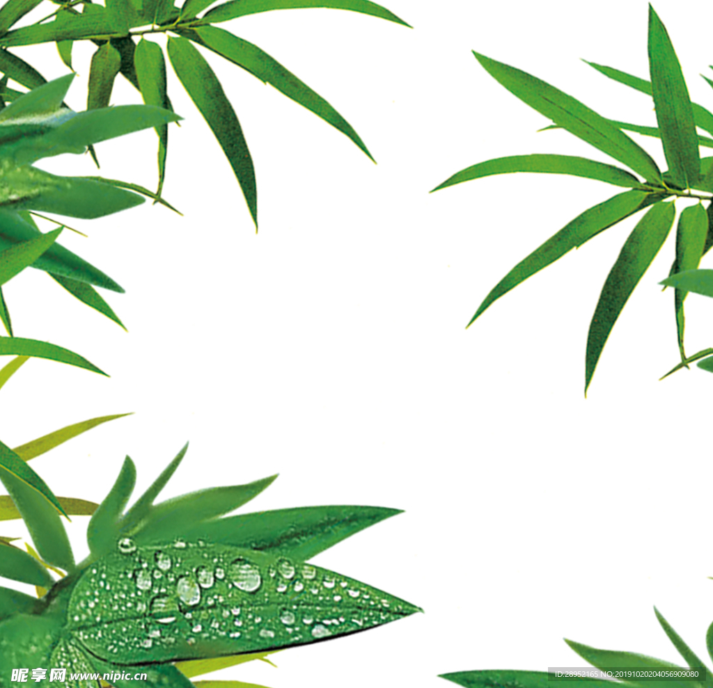 植物背景