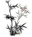竹子