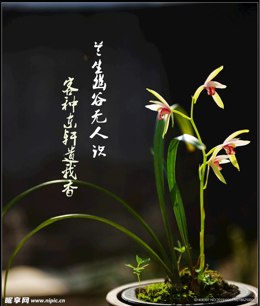 兰花