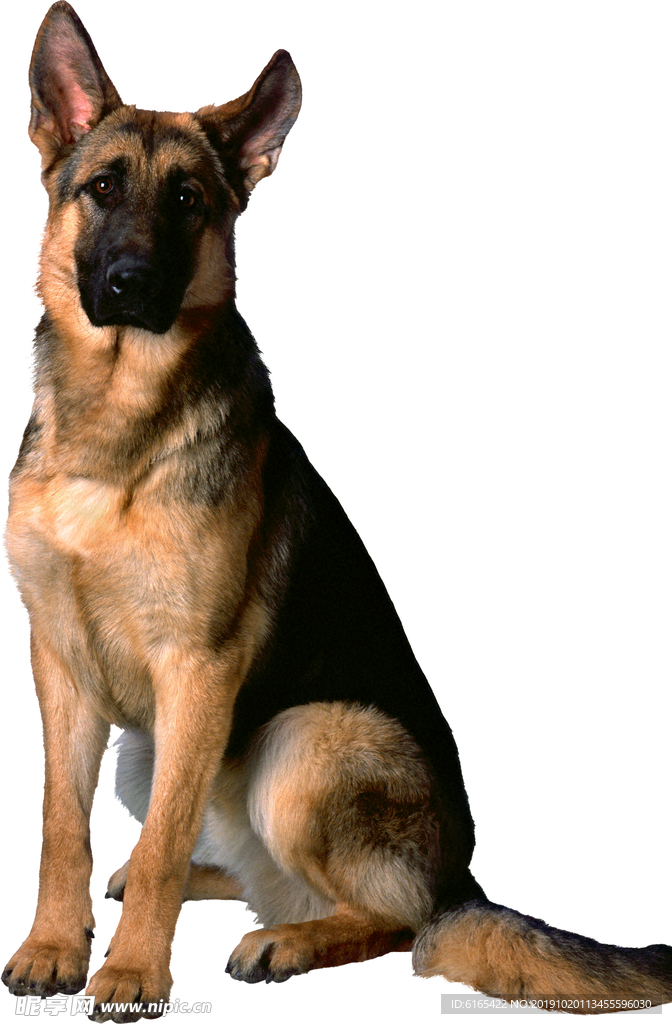 狗