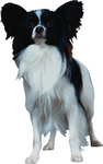 狗