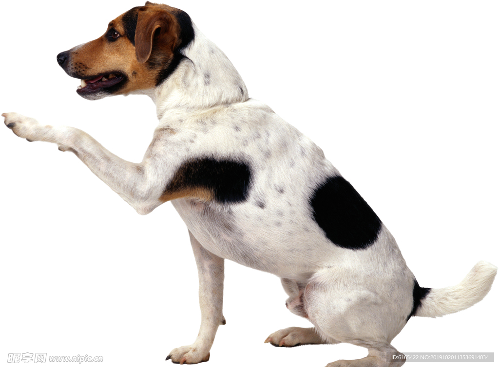 狗
